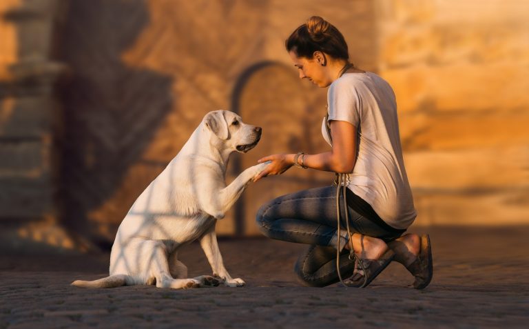 Can You Go Straight to Vet School After High School?