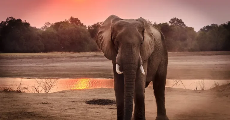 How Much Is Ivory Worth? A Detailed Look At Ivory Prices And Value