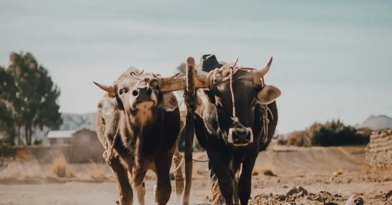 How Much Are Pbr Bulls Worth? A Detailed Look At Their Value