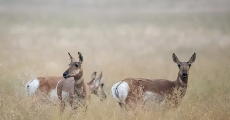 How Much Is A Deer Hide Worth? A Detailed Look At Deer Hide Prices