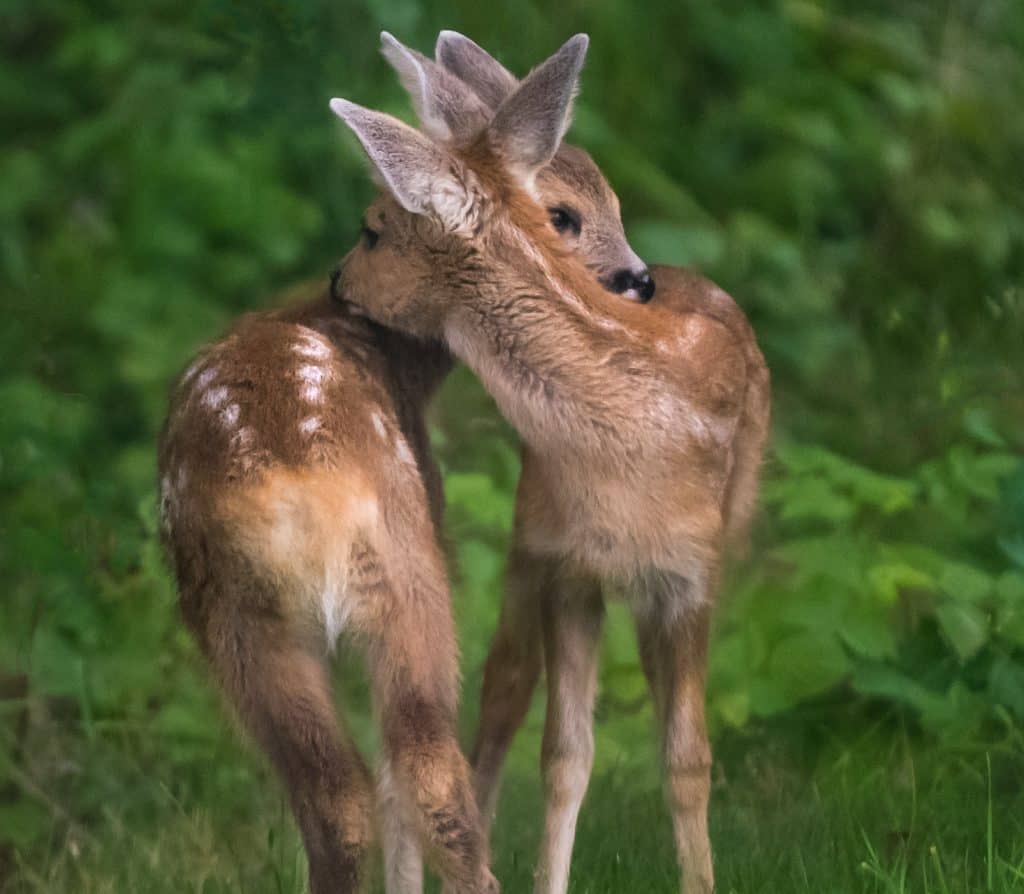 Deer size and sex