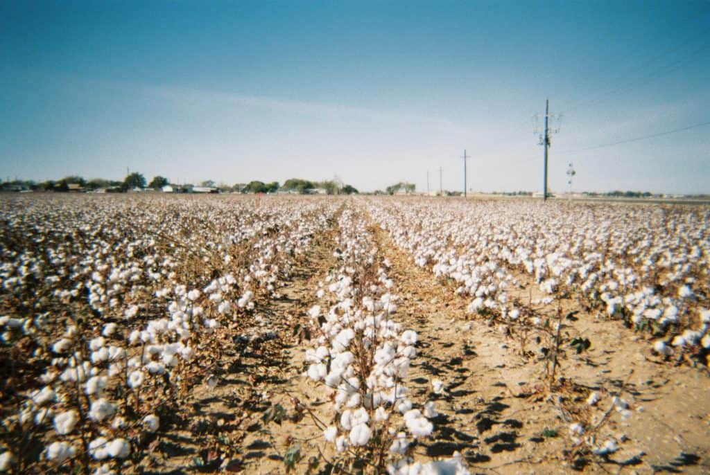 Harvest and Sale