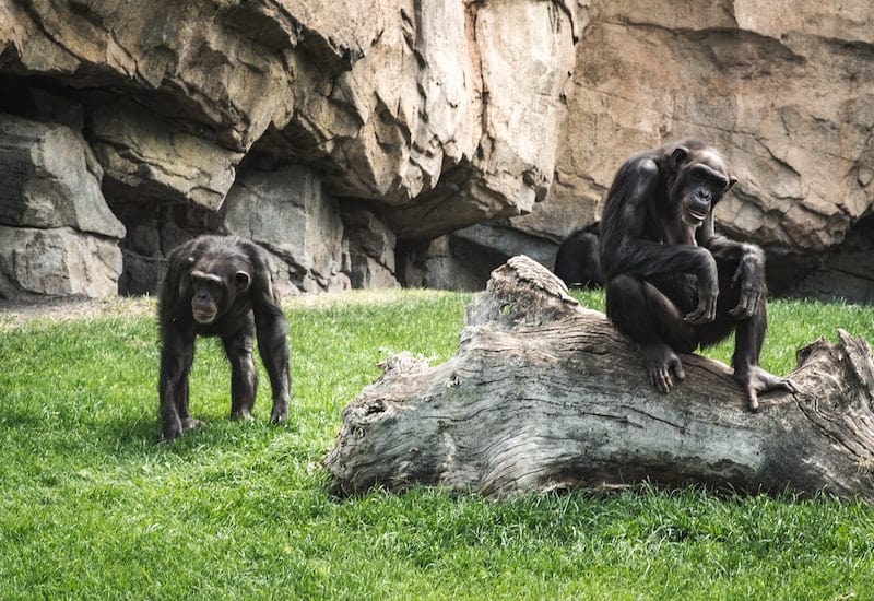 Knoxville Zoo