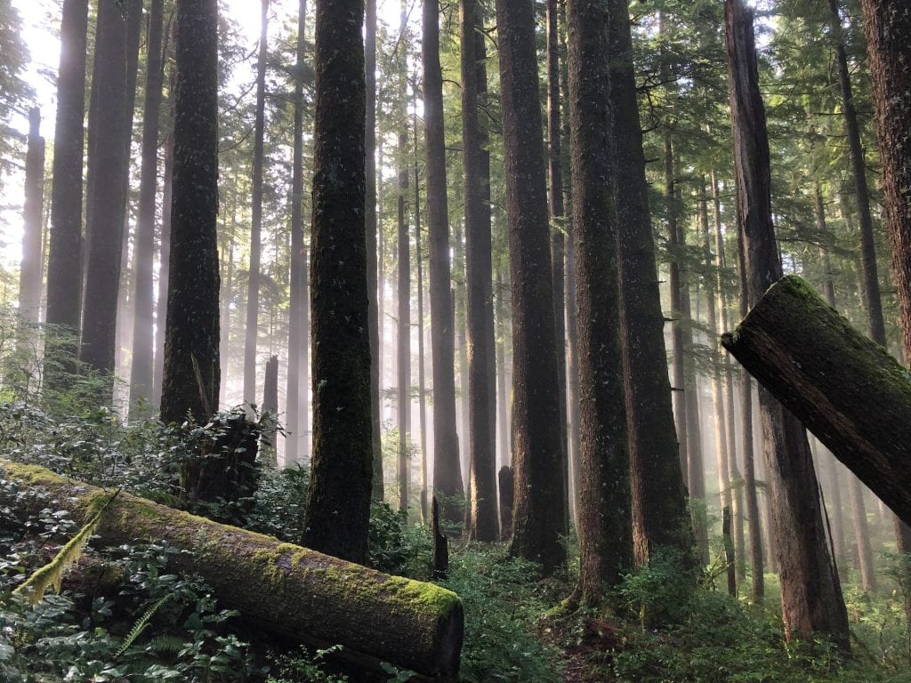 Old-Growth Douglas Fir