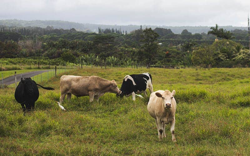 Pastureland