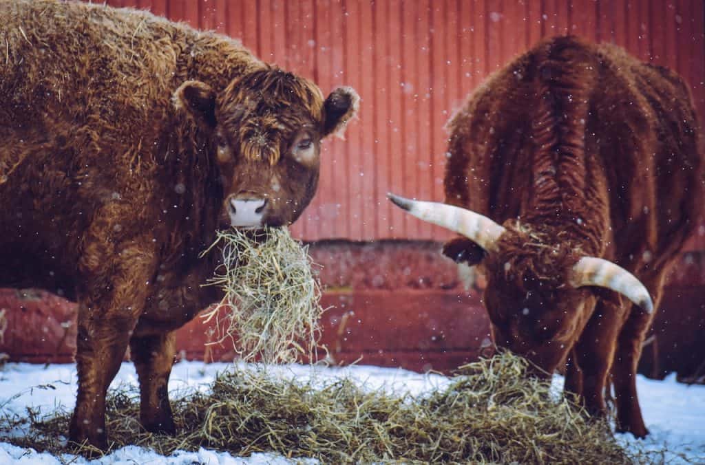 Private Breeders