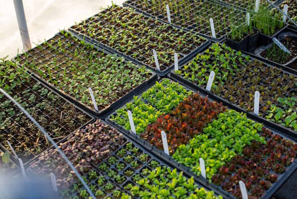 Seeds or Seedlings