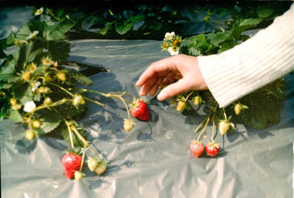 Strawberries