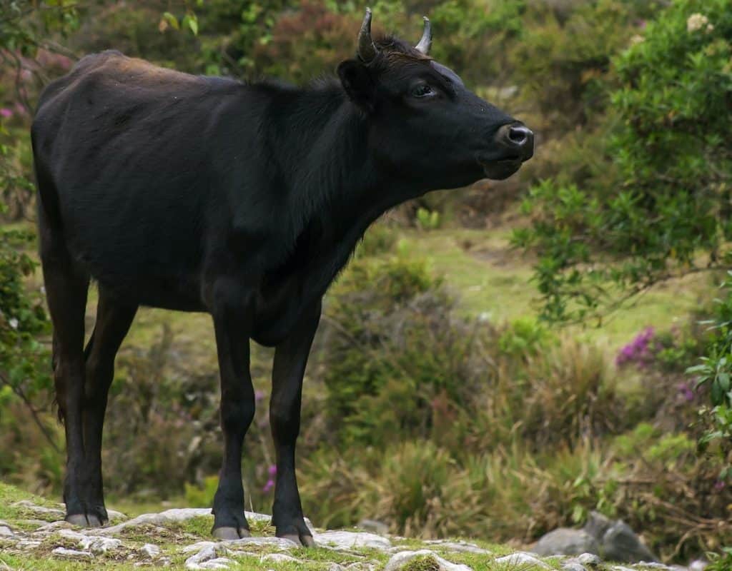 Wagyu breeds