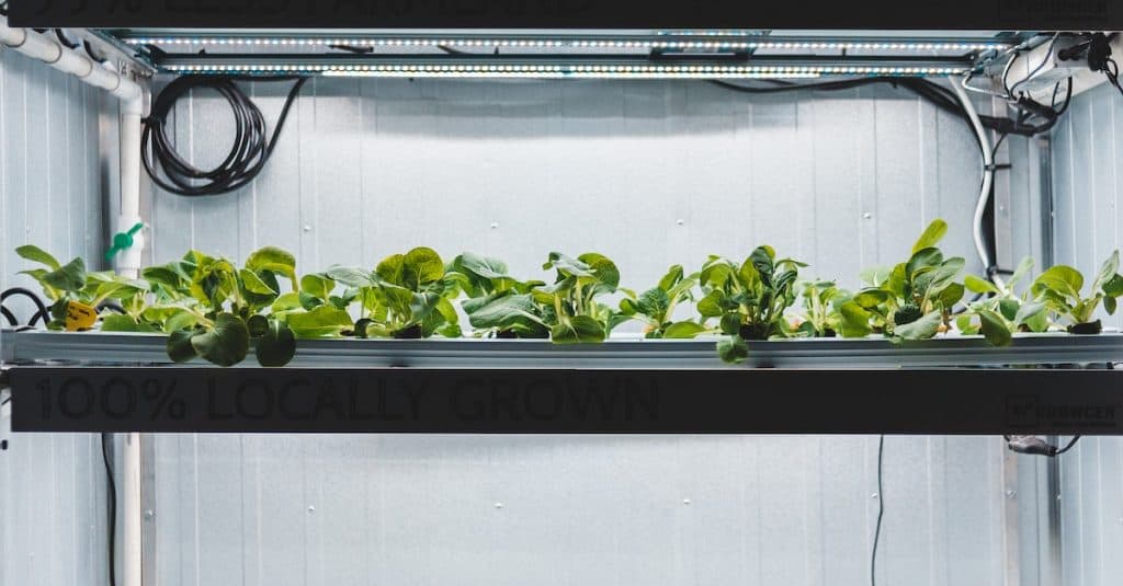 aerogarden