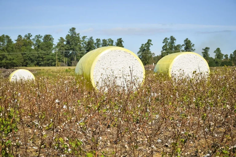 How Much Is A Round Bale Of Cotton Worth In 2024?