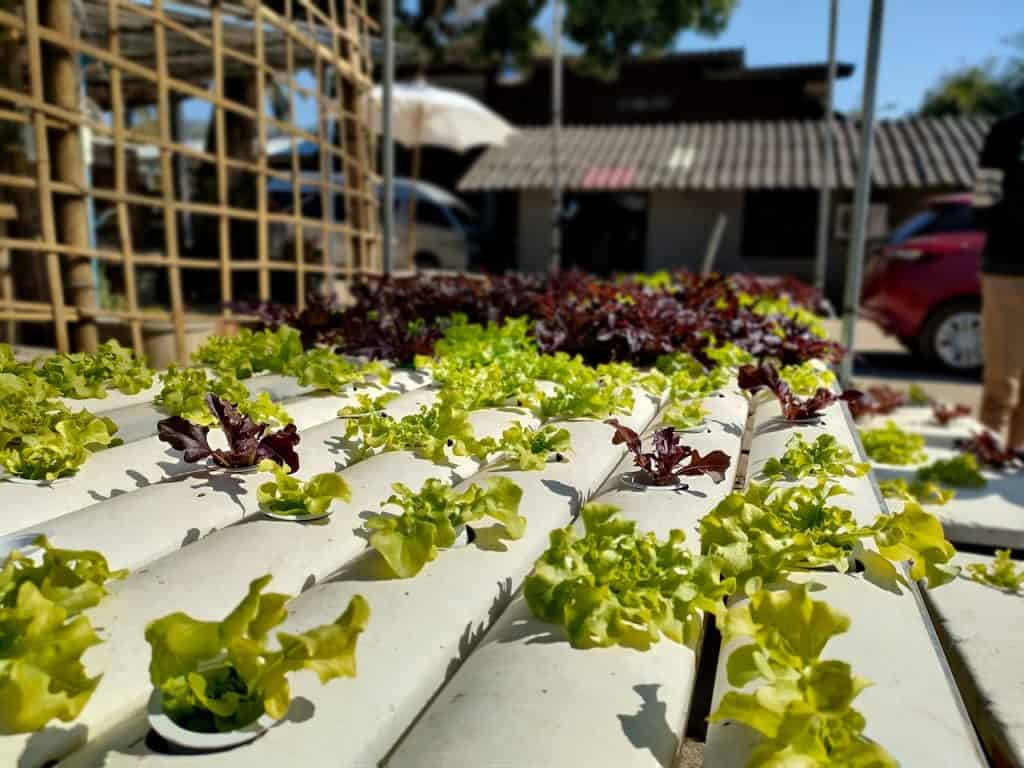 hydroponic system