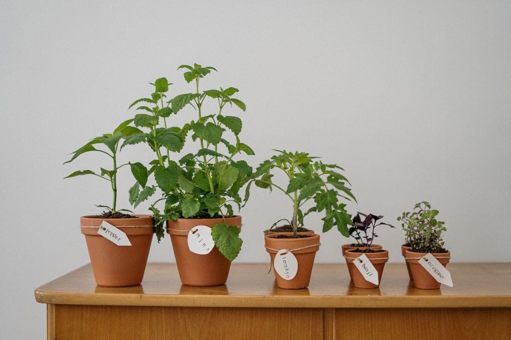 plants and seeds