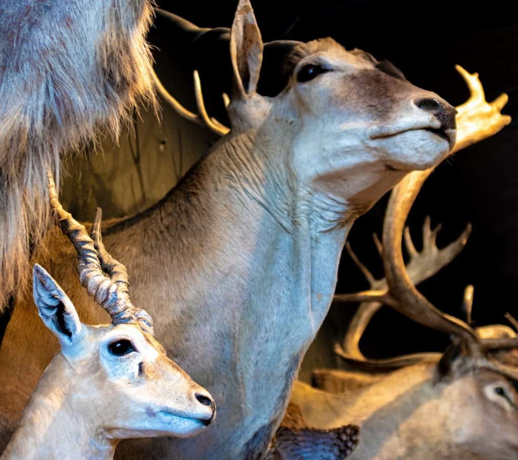 taxidermy