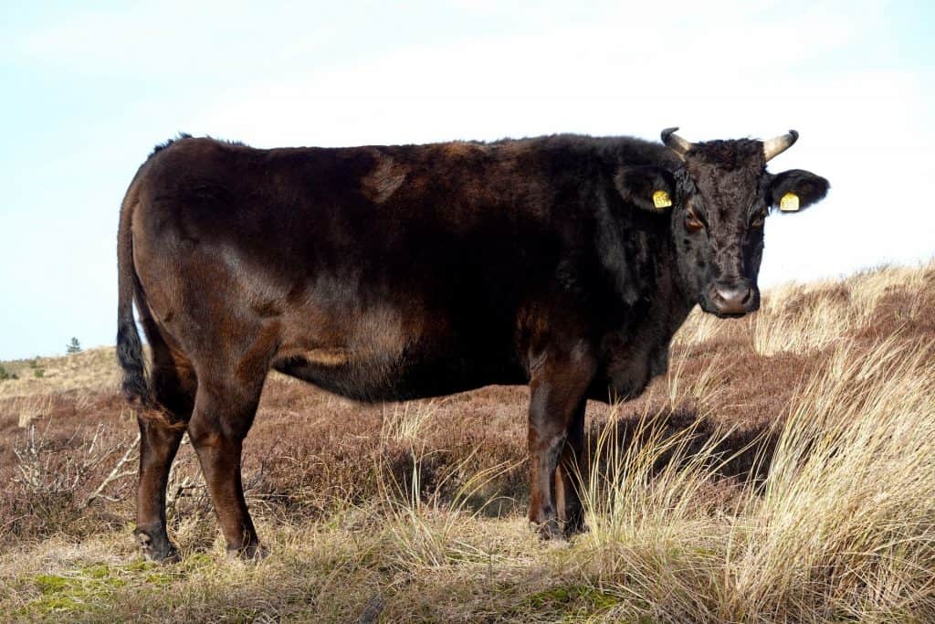 wagyu cattle