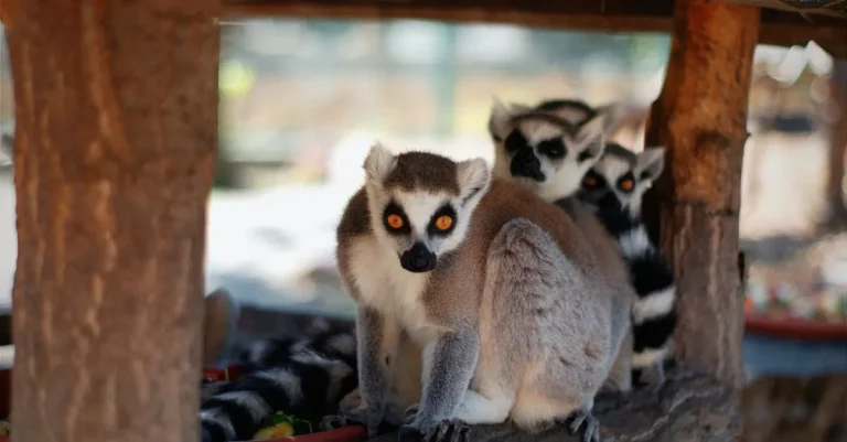 How To Get Denver Zoo Ebt Tickets