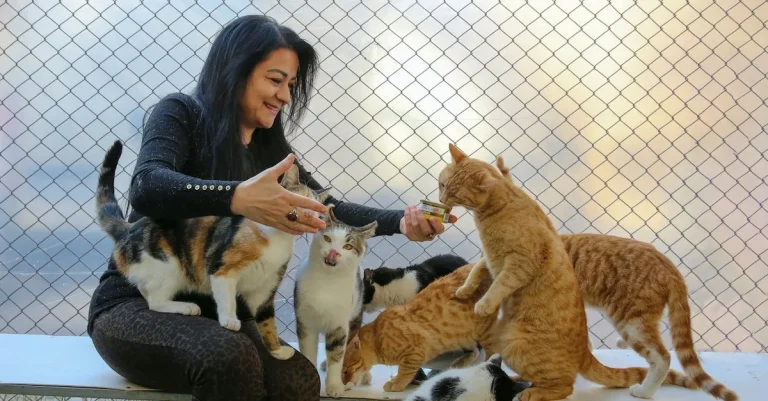 Can You Buy Cat Food With Ebt? Snap Eligibility Explained