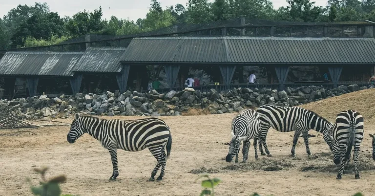OKC Zoo EBT Discount: Everything You Need to Know