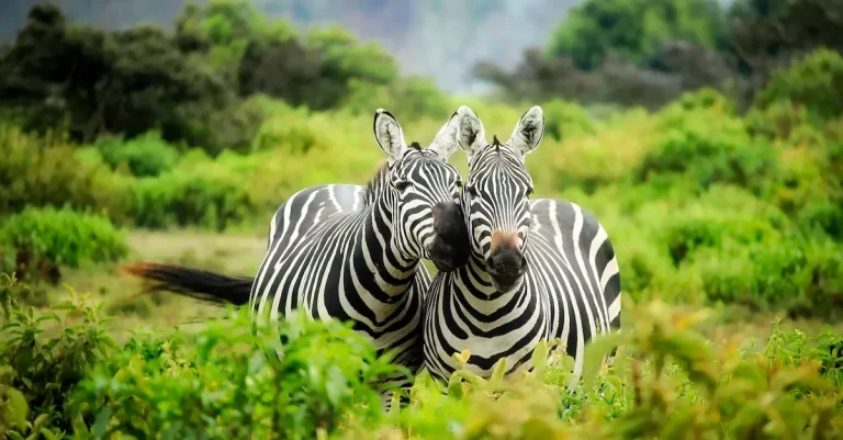 Do Ebt Cardholders Get Discounted Admission To The Chattanooga Zoo?