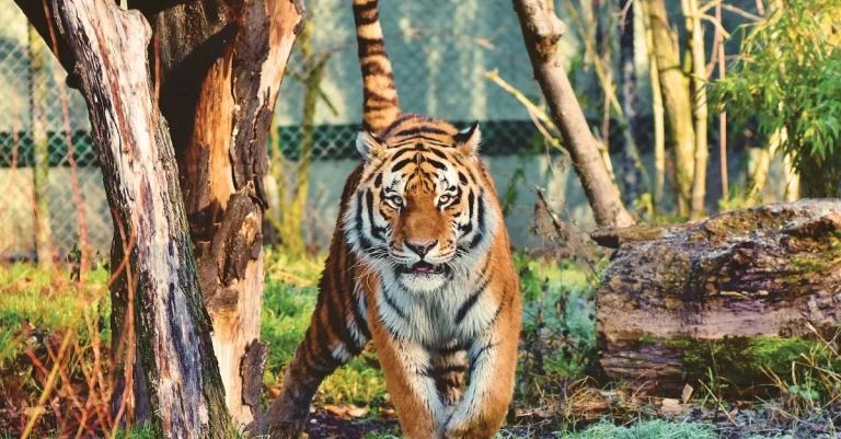 Does The Knoxville Zoo Offer Ebt Discounts?